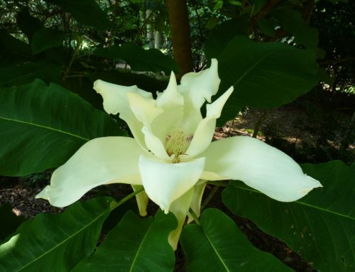 Magnolia macrocarpa